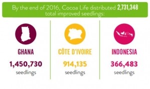 cocoa life seedlings