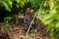 Until now cocoa farmers' income has not being fairly calculated, according to the WCF. Pic: WCF